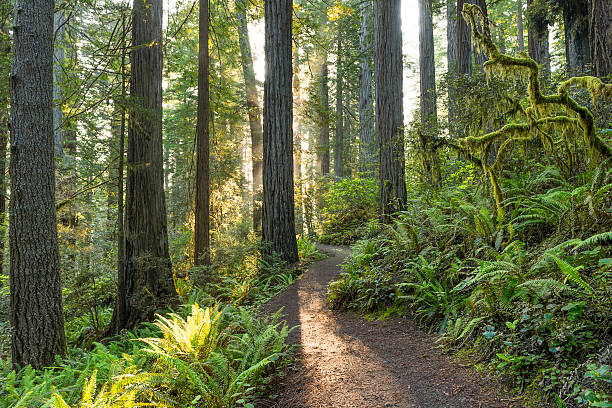 parco nazionale di redwood - redwood sequoia california redwood national park foto e immagini stock