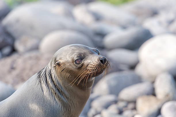 istock Sea Lion in Galapagos Islands 537528520