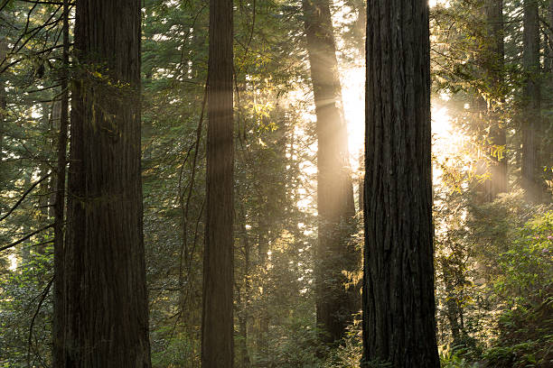 istock Redwood National Park 537528688