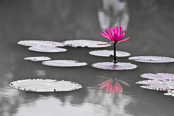 istock Water lily or Nymphaeaceae in Close Up 537529690