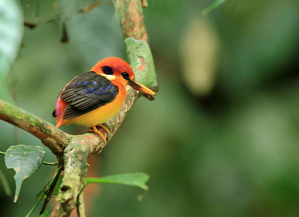 istock Multi-colored Kingfisher or Black-backed Kingfisher 537531720