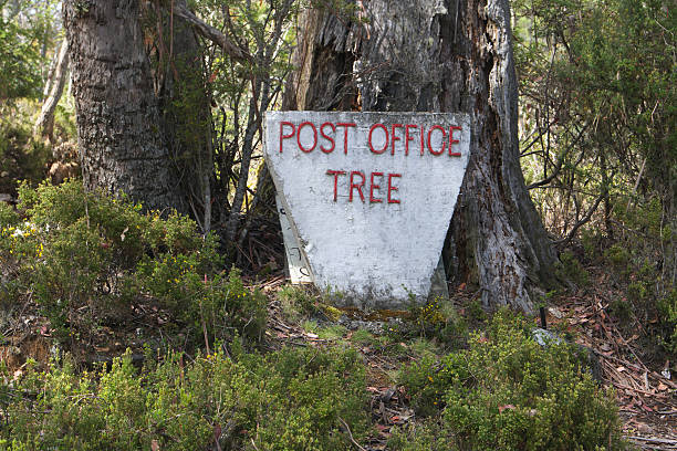 istock post office tree cradle mountain tasmania 537532200