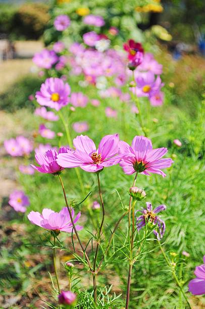 istock Beautiful flowers - pink bloom cosmos 537533069