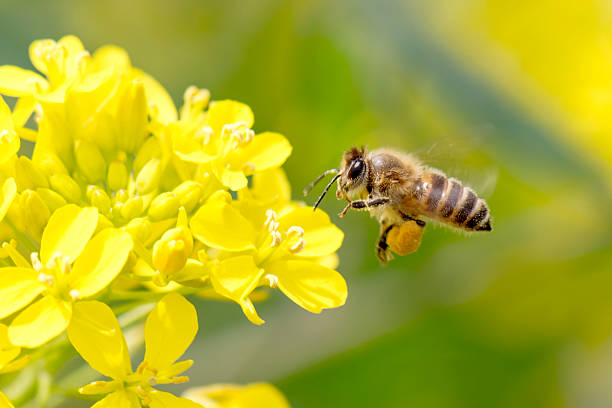 ape domestica pollinating - canola flower foto e immagini stock
