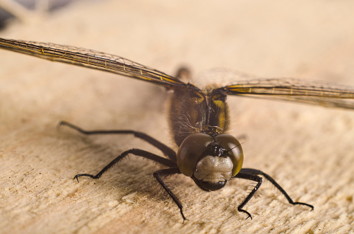 Andrena cineraria Ashy Mining Bee Insect. Digitally Enhanced Photograph.
