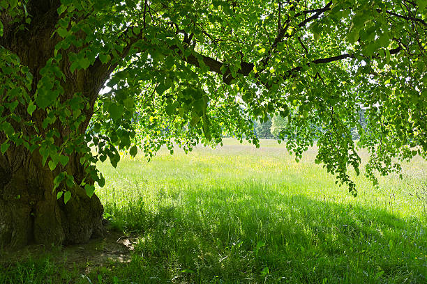 カラフルな牧草地の背景に緑のリンデンの下。 - リンデン ストックフォトと画像