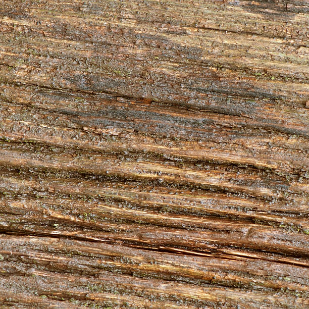 istock Background of old wood, texture old wood 537533864