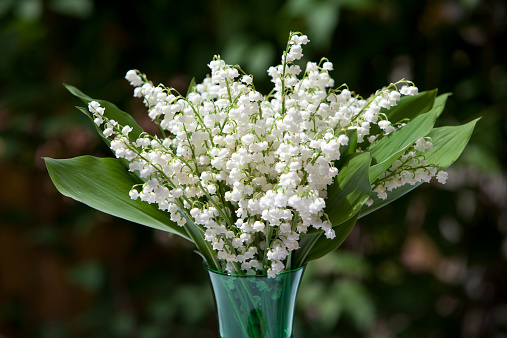 Tied bouquet of spring flowers on a white background, white hyacinths and greenery