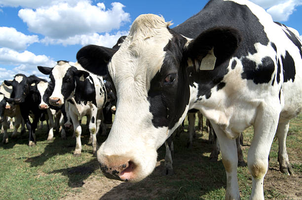 Dairy Cow Closeup stock photo