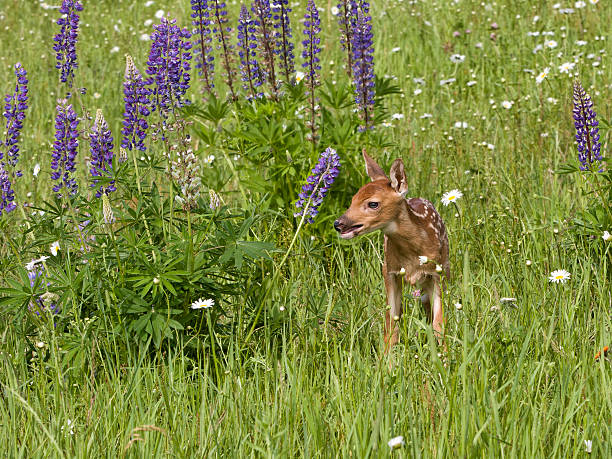 istock White Tailed Deer Fawn in Lupines 537535147