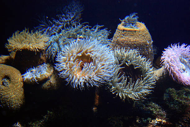 istock sea anenome, open and feeding. 537535187
