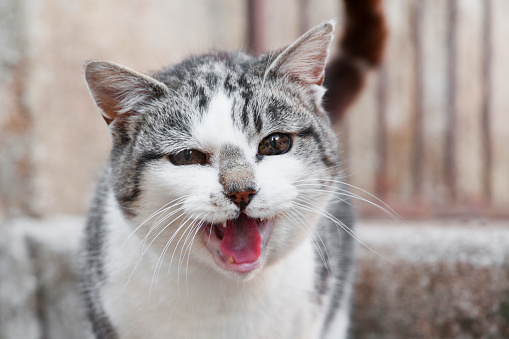 Portrait of a cat with an open mouth (meowing)