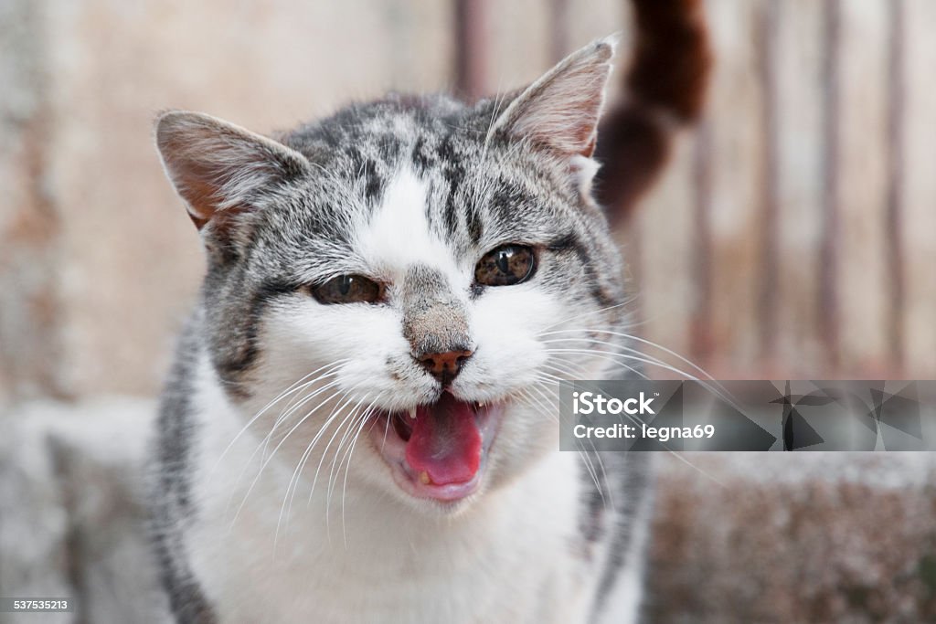 Cat meowing Portrait of a cat with an open mouth (meowing) Domestic Cat Stock Photo