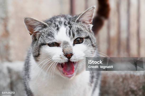 Cat Meowing Stock Photo - Download Image Now - Domestic Cat, Bizarre, Meowing