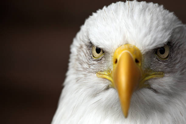 Soon Eagle Headshot of a Bald Eagle accipitridae photos stock pictures, royalty-free photos & images