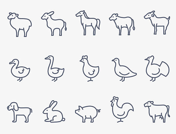 farm animals - ördek su kuşu stock illustrations