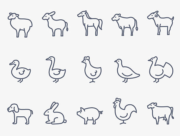 Farm animals Farm animals. Thin lines duck bird stock illustrations