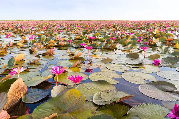 Lotus flowers on Thale Noi lake in Phatthalung province, Thailand