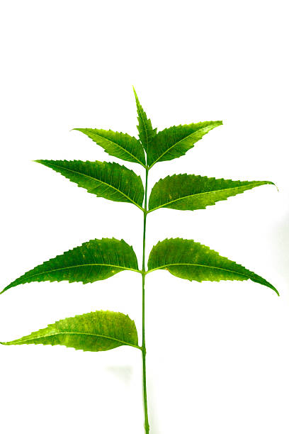 istock Medicinal Neem leaves-Azadirachta indica 537536249