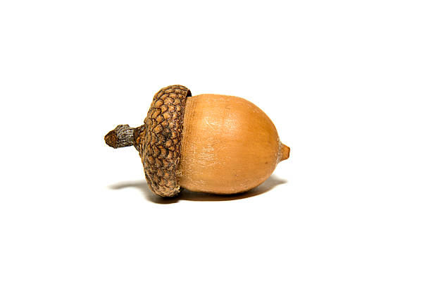 istock One  brown acorn  with hat on over white 537536682