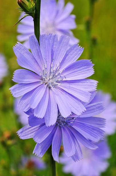 cicoria fiori - succory foto e immagini stock