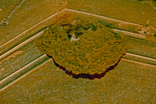 Nest of Barn Swallow, Hirundo rustica