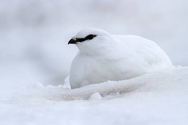 istock Commander male ptarmigan resting in a snow pit 537537377