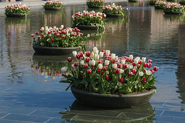 istock Fountain with flowerbeds of tulips 537538296