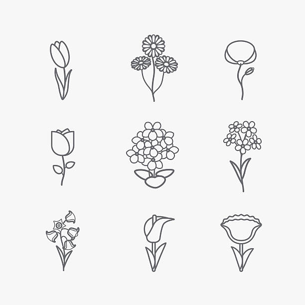 цветы line icons - chamomile entertainment nature leaf stock illustrations