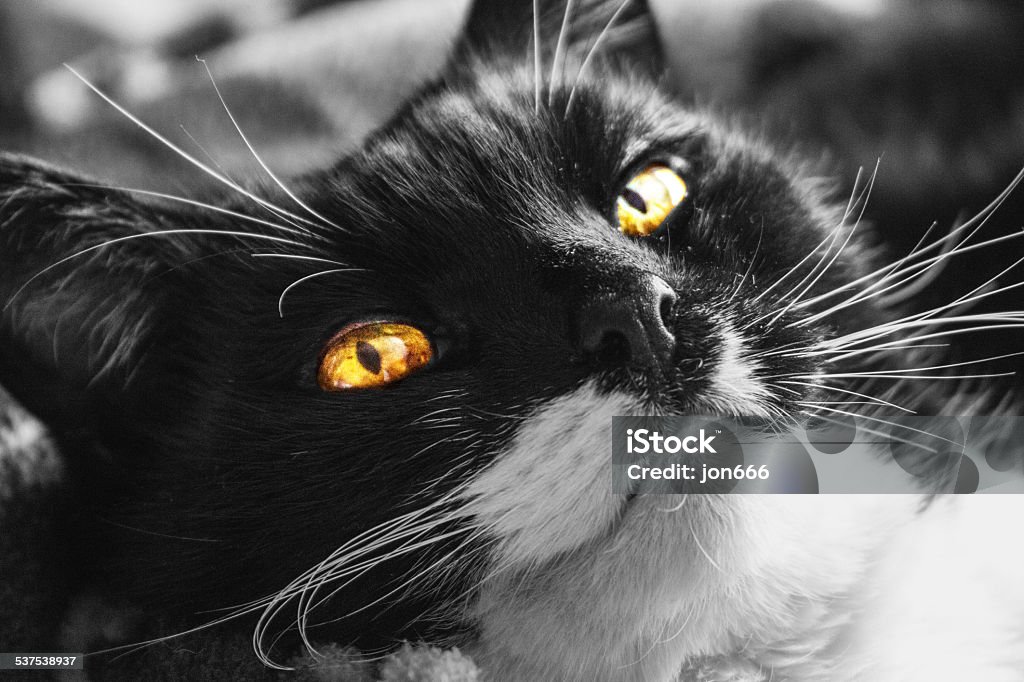 todd the cat. black and white cat picture of the pet cat with a bit of eye colour. 2015 Stock Photo