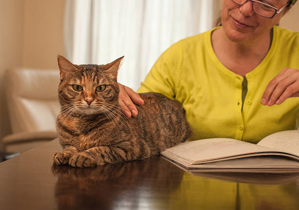 istock Tabby cat and mature woman 537540016