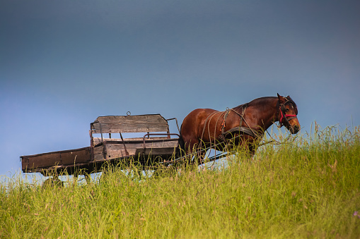 Horse and vintage wooden hay wagon on top of the hill, green grass with sky in the background. Rural landscape