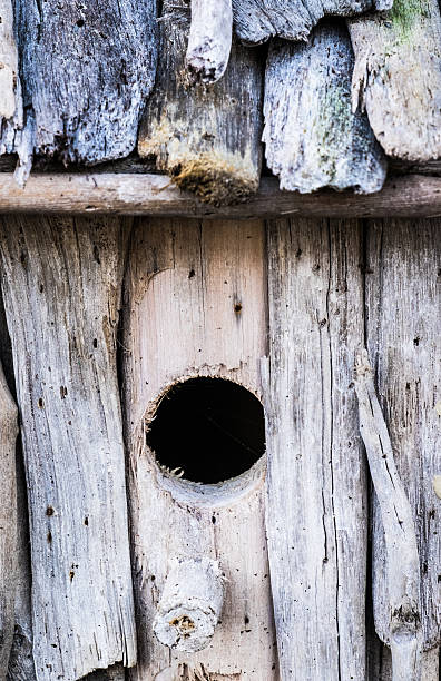 istock wooden birdhouse 537541836