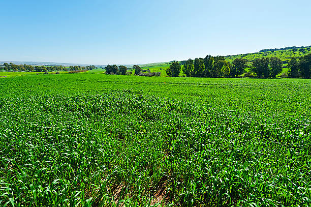 istock Jezreel Valley in Israel 537541852