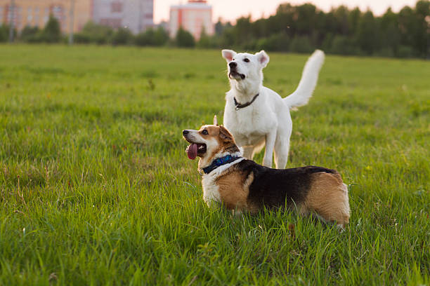 istock Welsh Corgi and Swiss shepherd dog 537542922