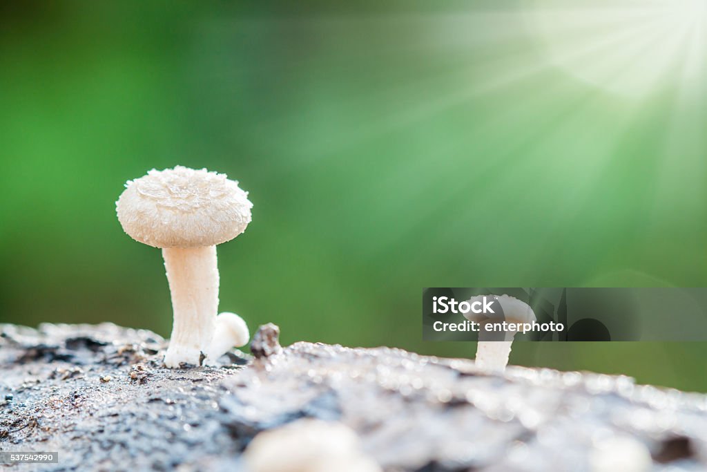 white mushroom log white mushroom log on timber in forest Close-up Stock Photo