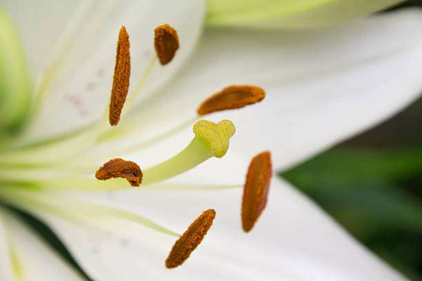 istock Bloom close-up of lily 537543404