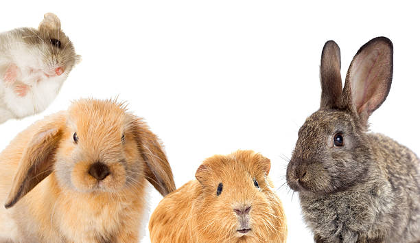 istock set of rodents 537544376