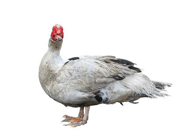 istock chinese dumb duck isolated over white background 537545716