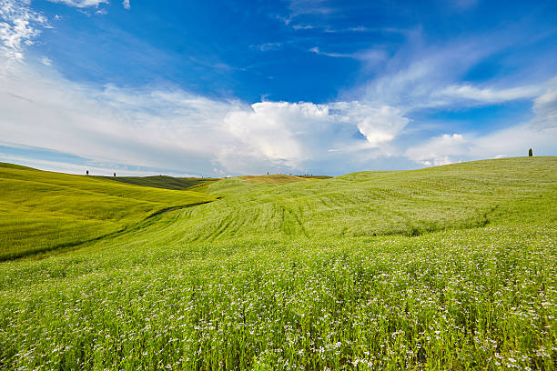 istock Beautiful view of green fields in Tuscany 537548690