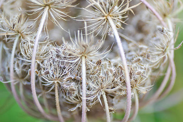 istock Daucus carota, Wild Carrot 537549037