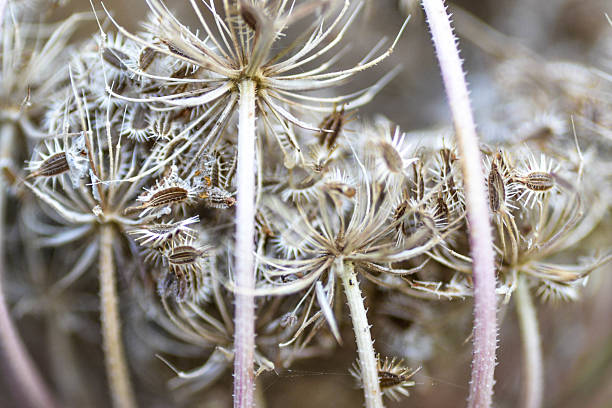 istock Daucus carota, Wild Carrot 537549057