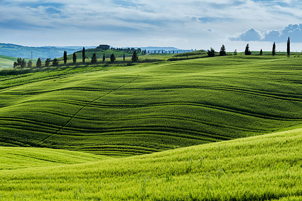 утренний пейзаж с тоскана - rolling hill field green стоковые фото и изображения