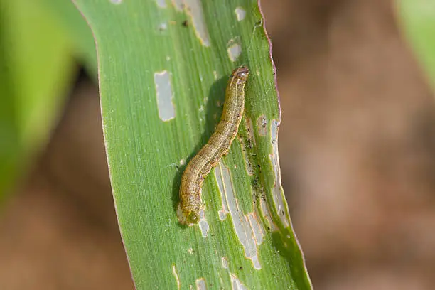 Photo of Fall armyworm Spodoptera frugiperda (Smith 1797) on the corn leaf