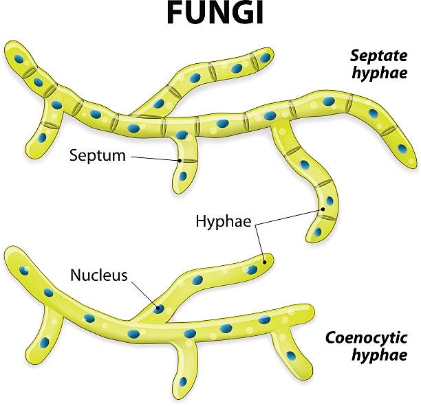 Fungi. Classification based on cell division Fungi. Classification based on cell division. Septate hyphae (with septa) and aseptate hyphae (coenocytic or without septa). hypha stock illustrations