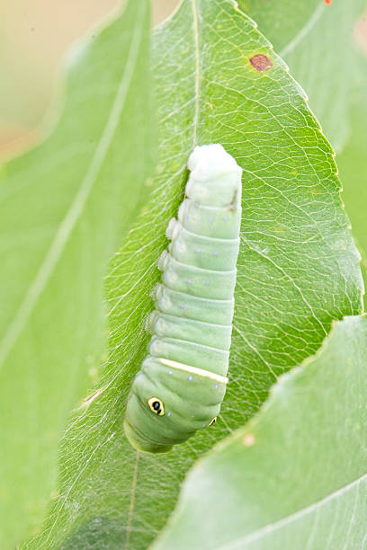 istock Eastern tiger swallowtail caterpillar 537550315