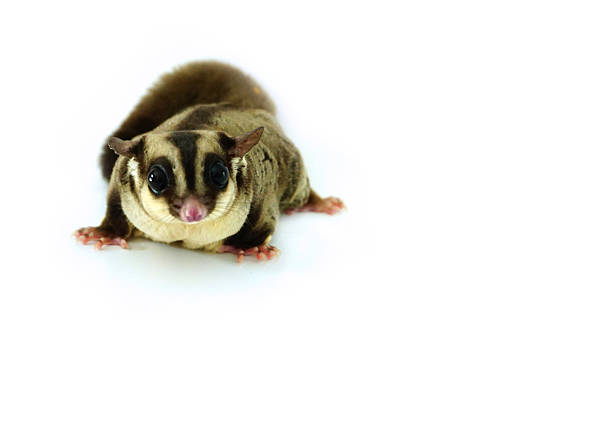 istock sugar glider possum isolated on white background 537550534