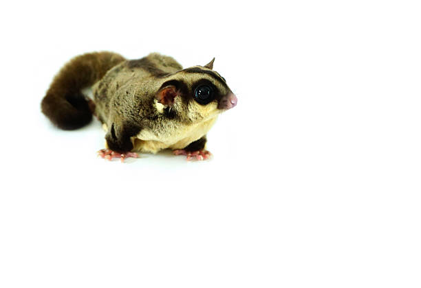 istock sugar glider possum isolated on white background 537550586