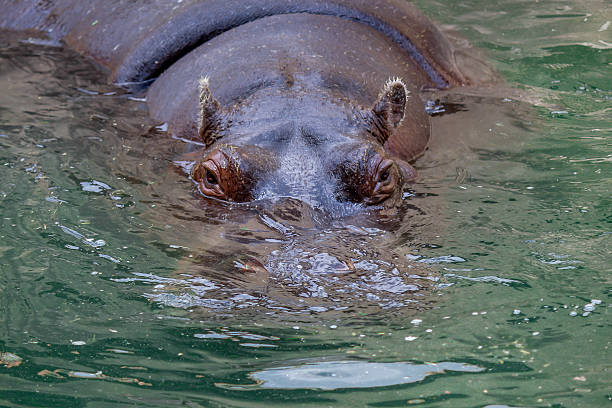 istock Hippo - The hippopotamus on the water 537550881