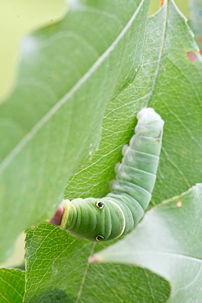 Eastern tiger swallowtail caterpillar eating a leaf